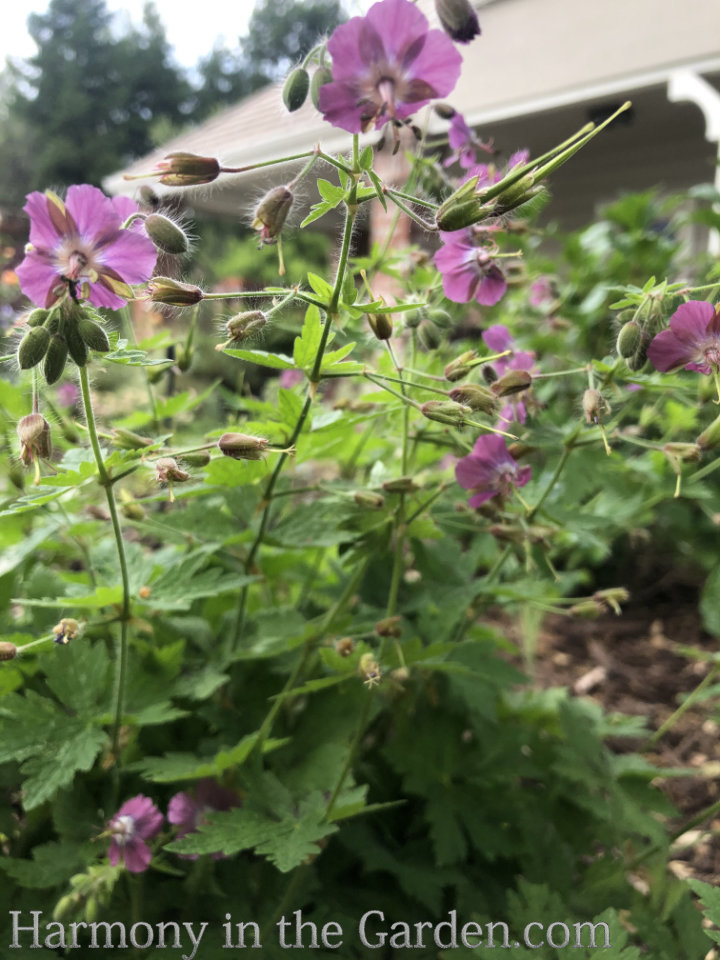 geraniums pelargoniums