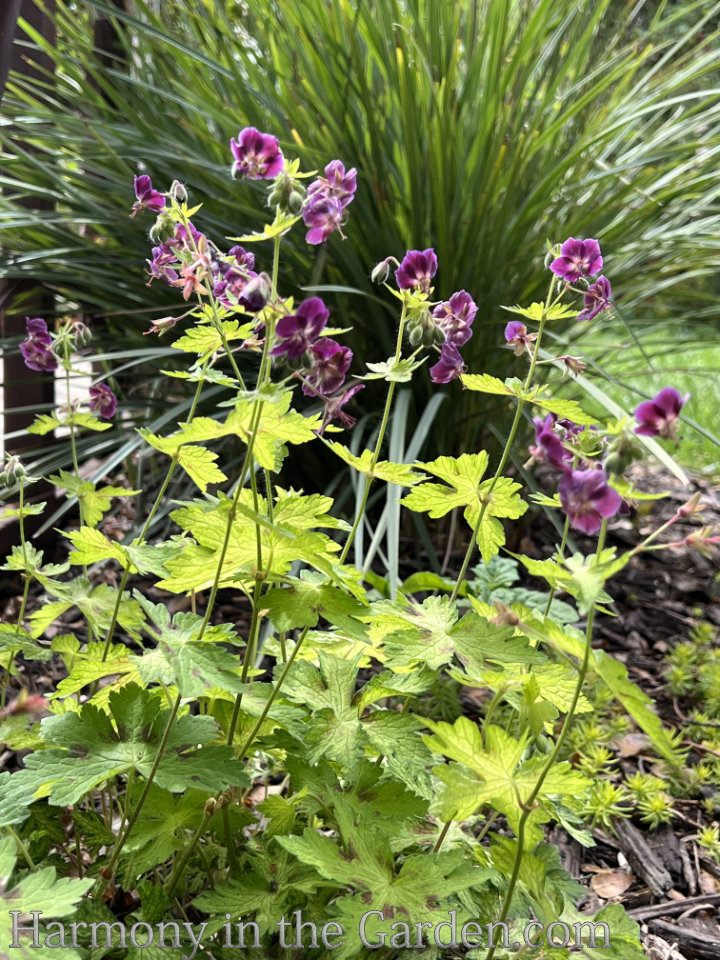 geraniums pelargoniums