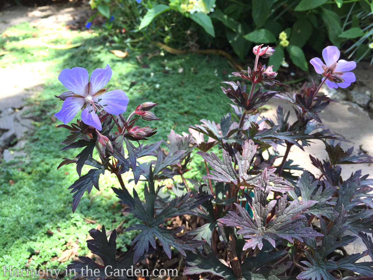 geraniums pelargoniums