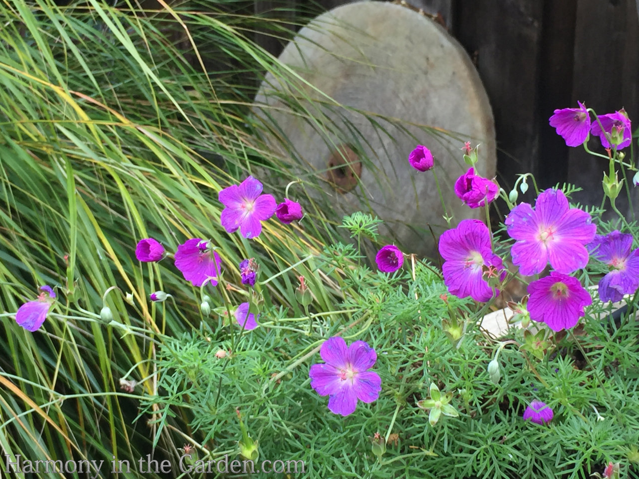 geraniums pelargoniums