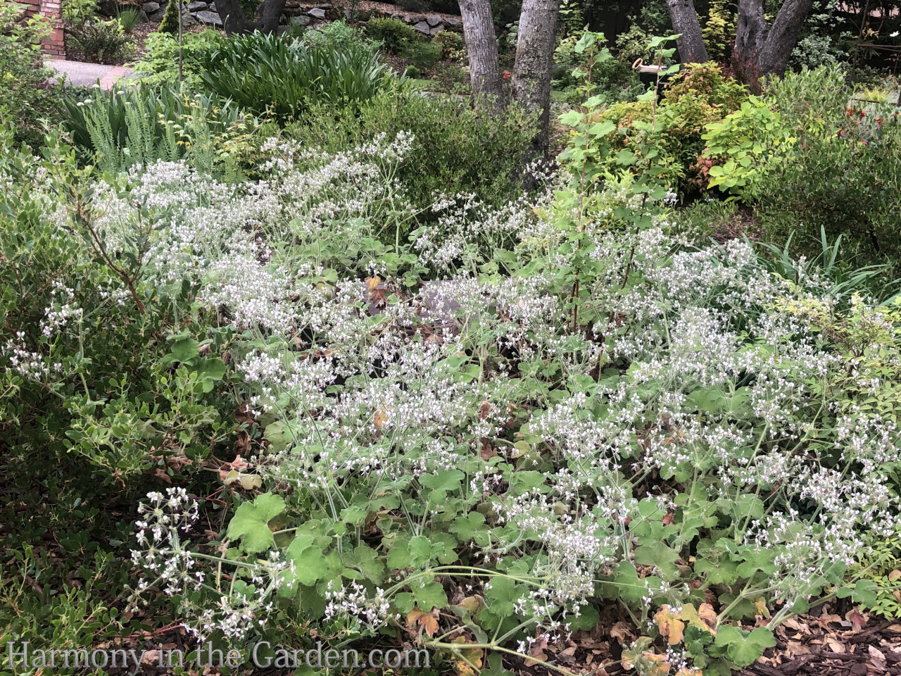 geraniums pelargoniums