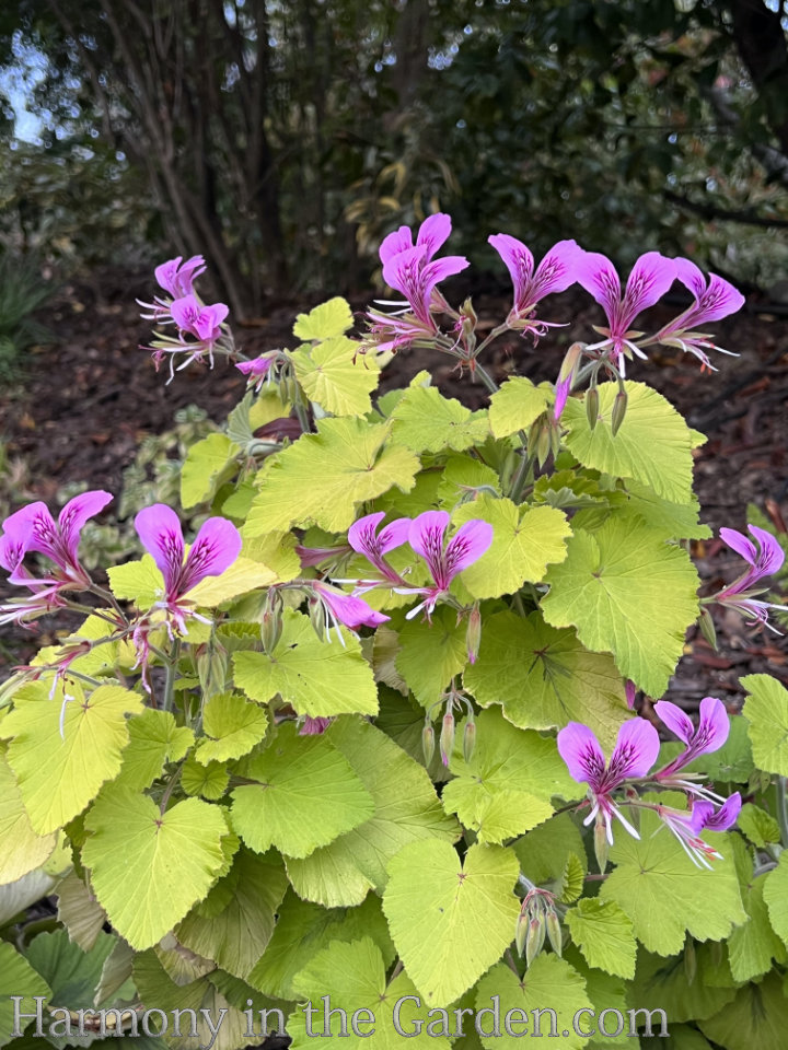 geraniums pelargoniums