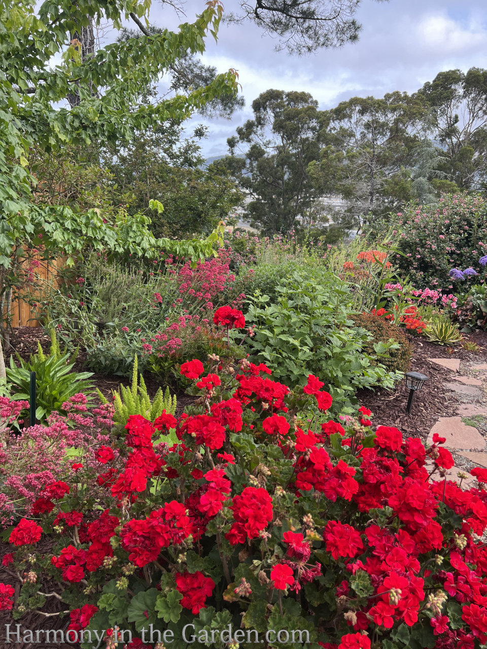 geraniums & pelargoniums