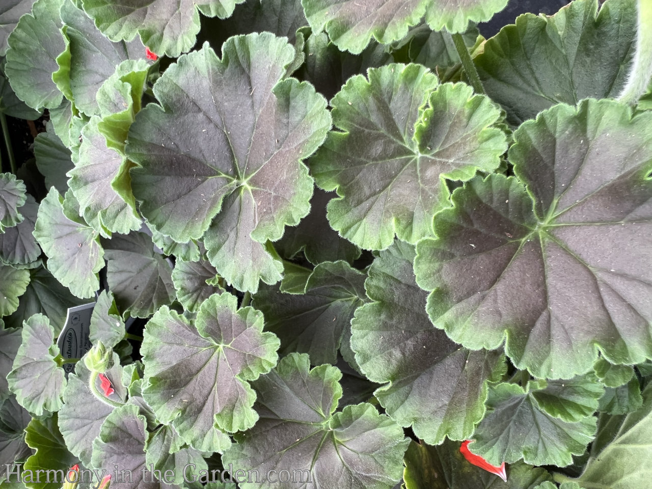 geraniums pelargoniums