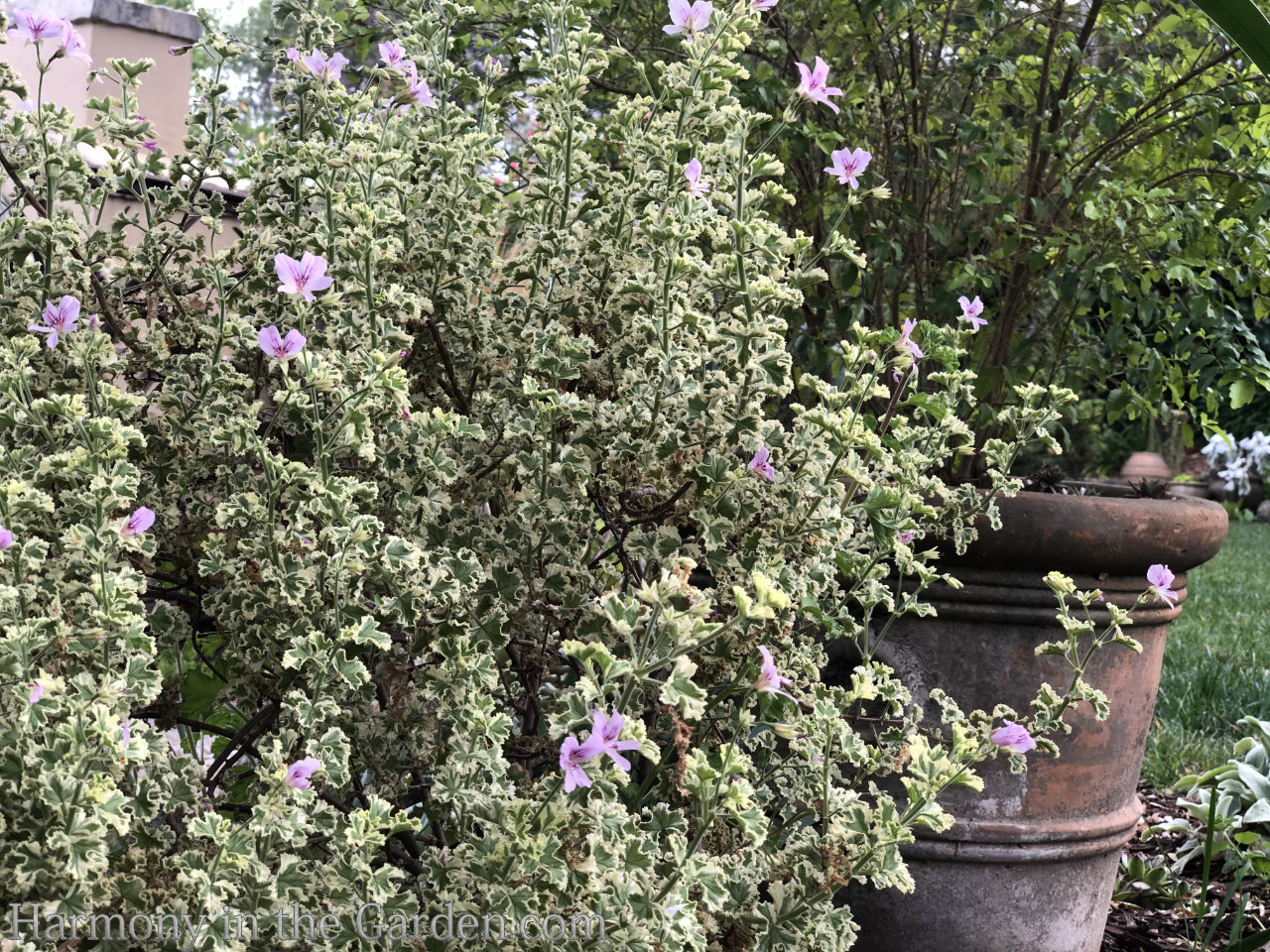 geraniums pelargoniums