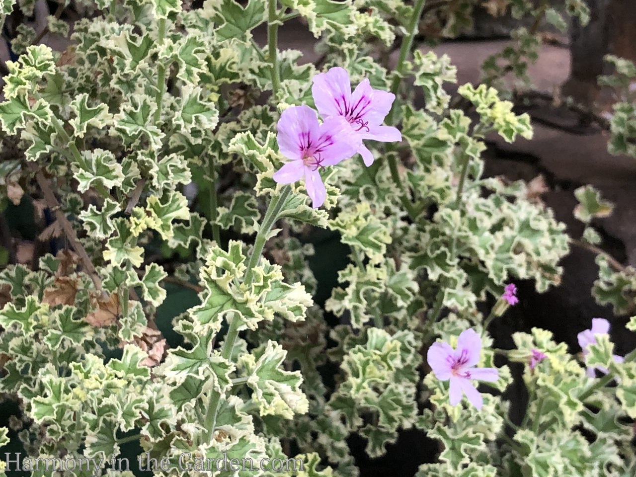 geraniums pelargoniums