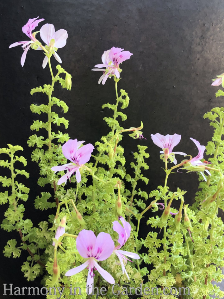 geraniums pelargoniums