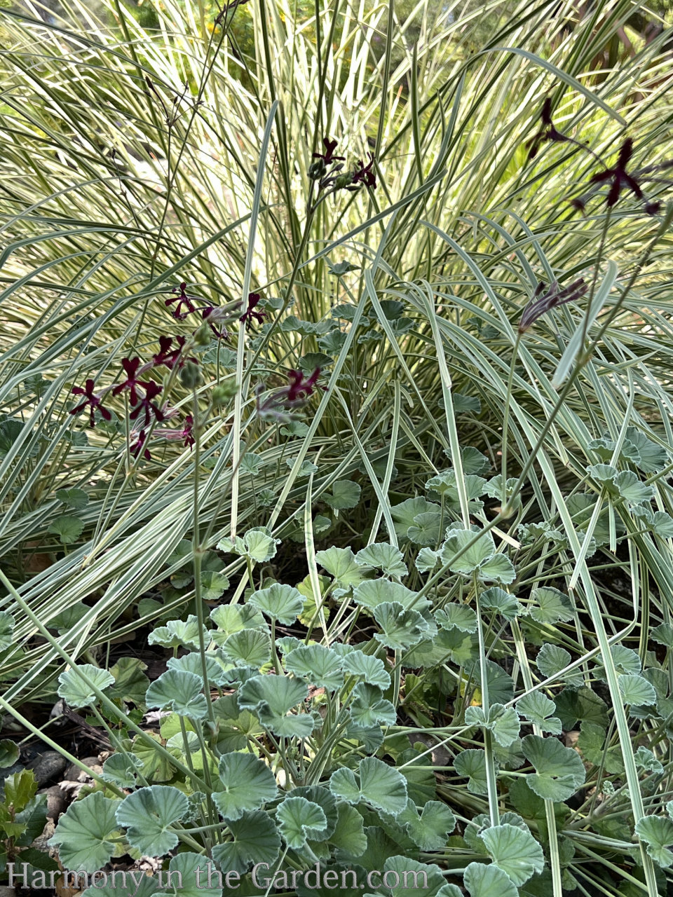 geraniums pelargoniums
