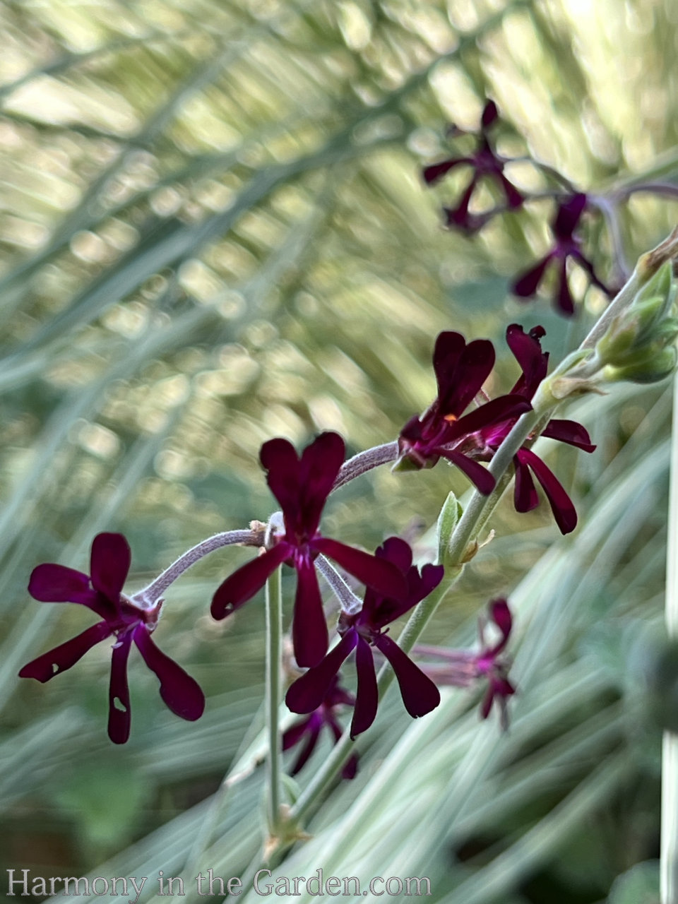 geraniums and pelargoniums