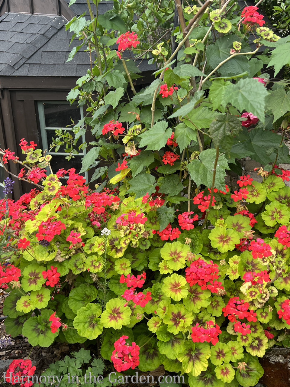 geraniums