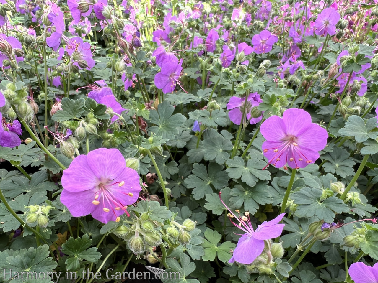 geraniums