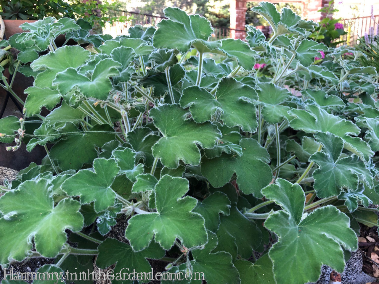 pelargonium geranium