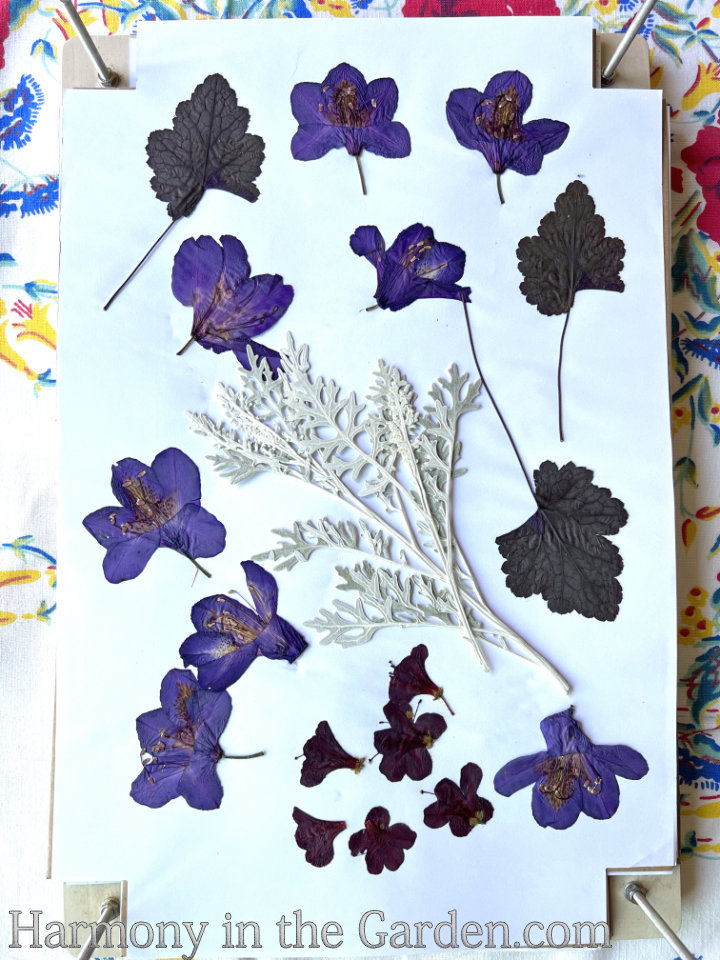 pressed flowers