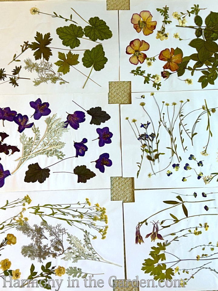 pressed flowers