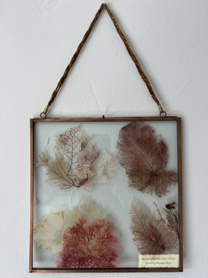 pressed flowers