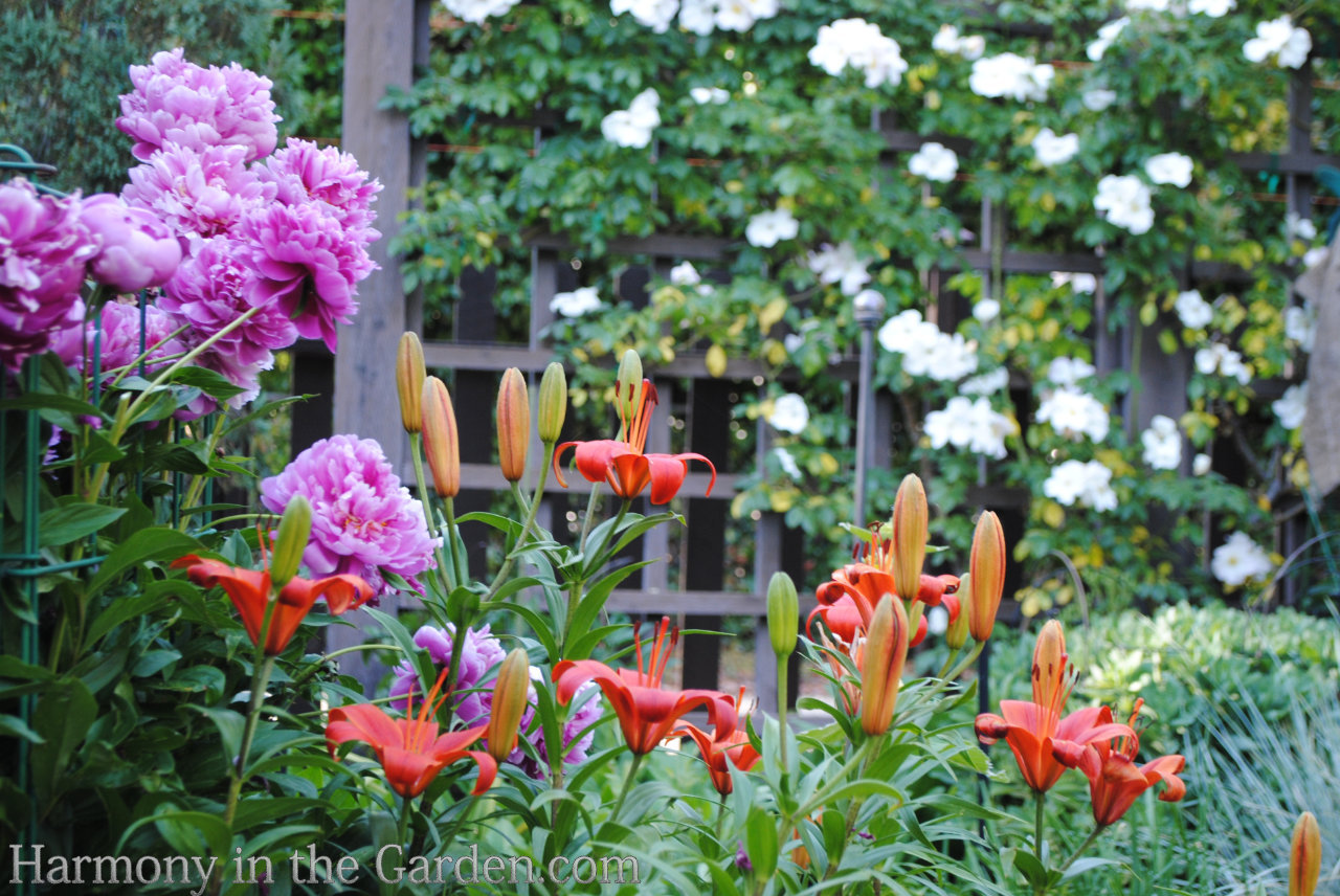 refrigerate peony buds