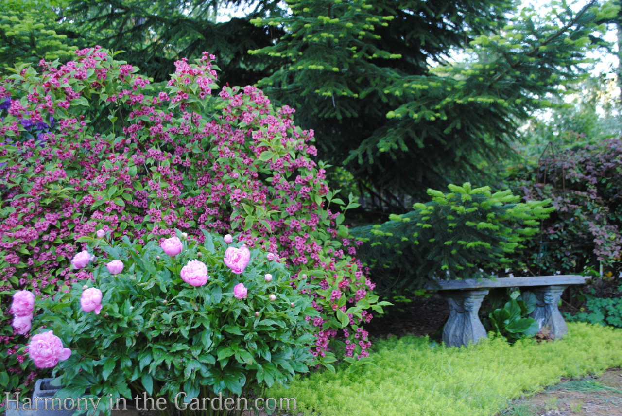 refrigerate peony buds