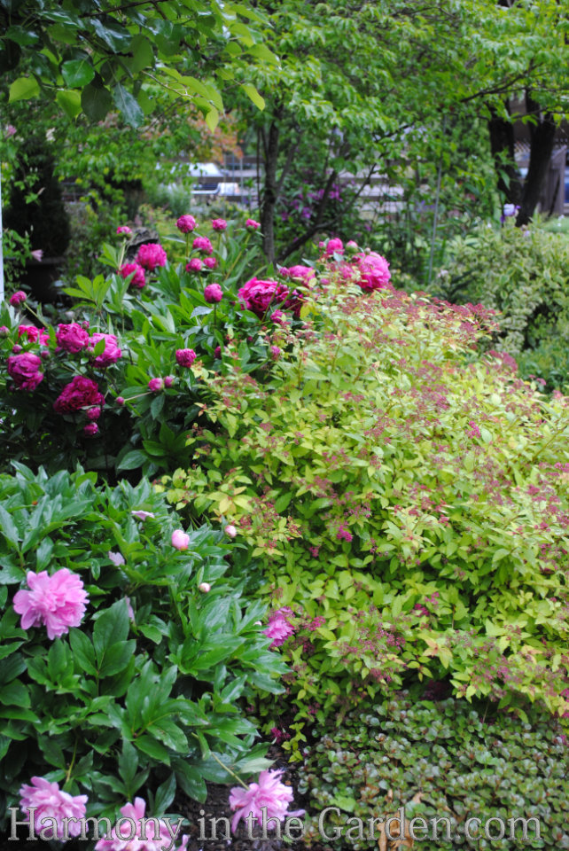 refrigerate peony buds