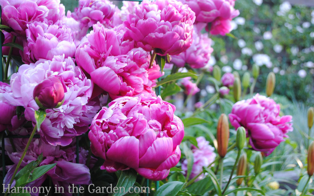 refrigerate peony buds