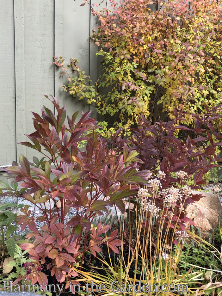 refrigerate peony bulbs