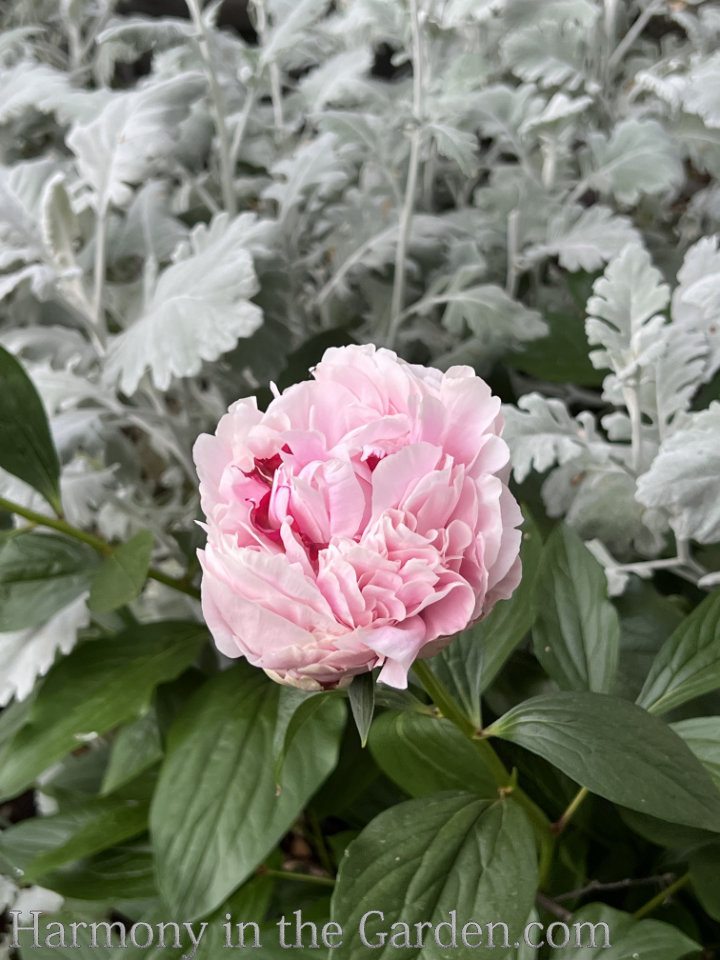 refrigerate peony buds