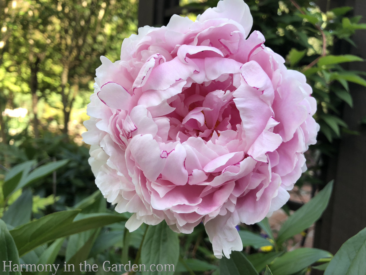 refrigerate peony bulbs