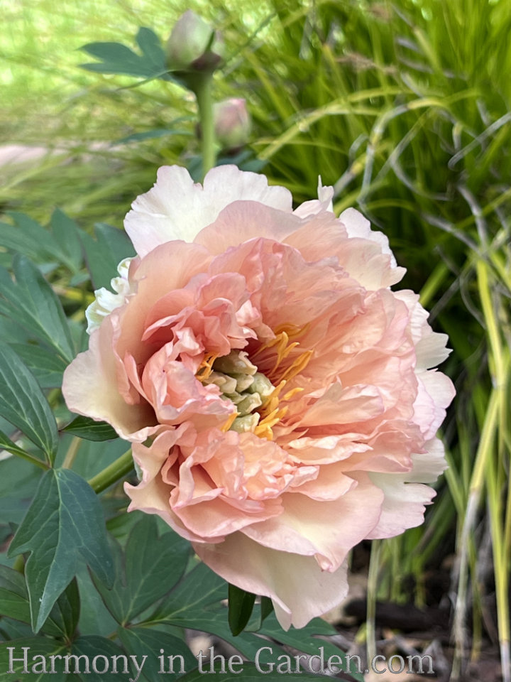 refrigerate peony buds