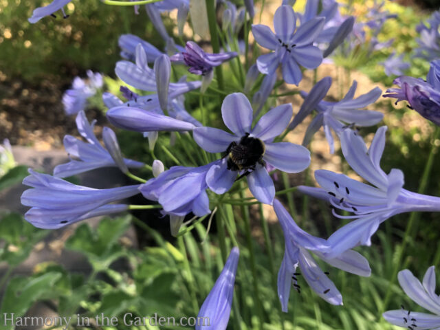Agapanthus Deer Resistant