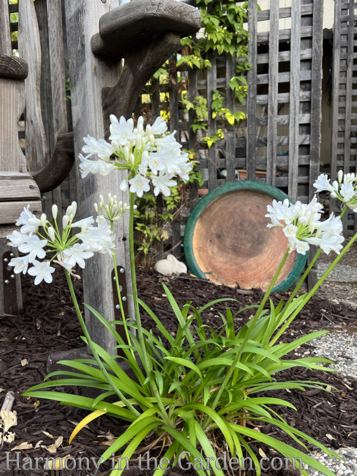 heat loving deer resistant perennials