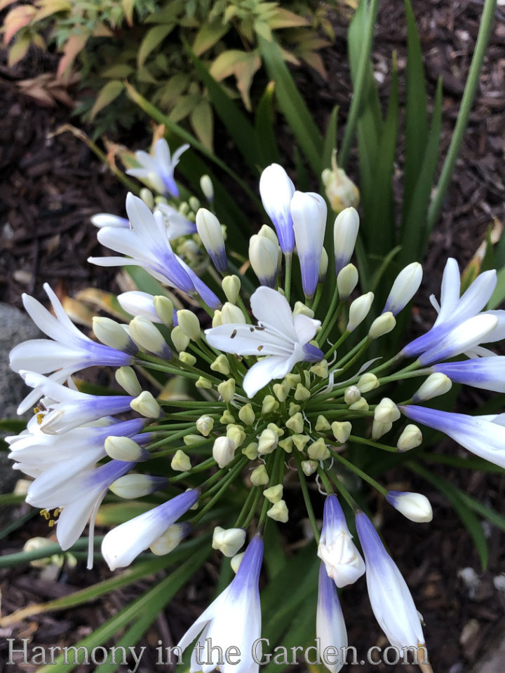 heat loving deer resistant perennials