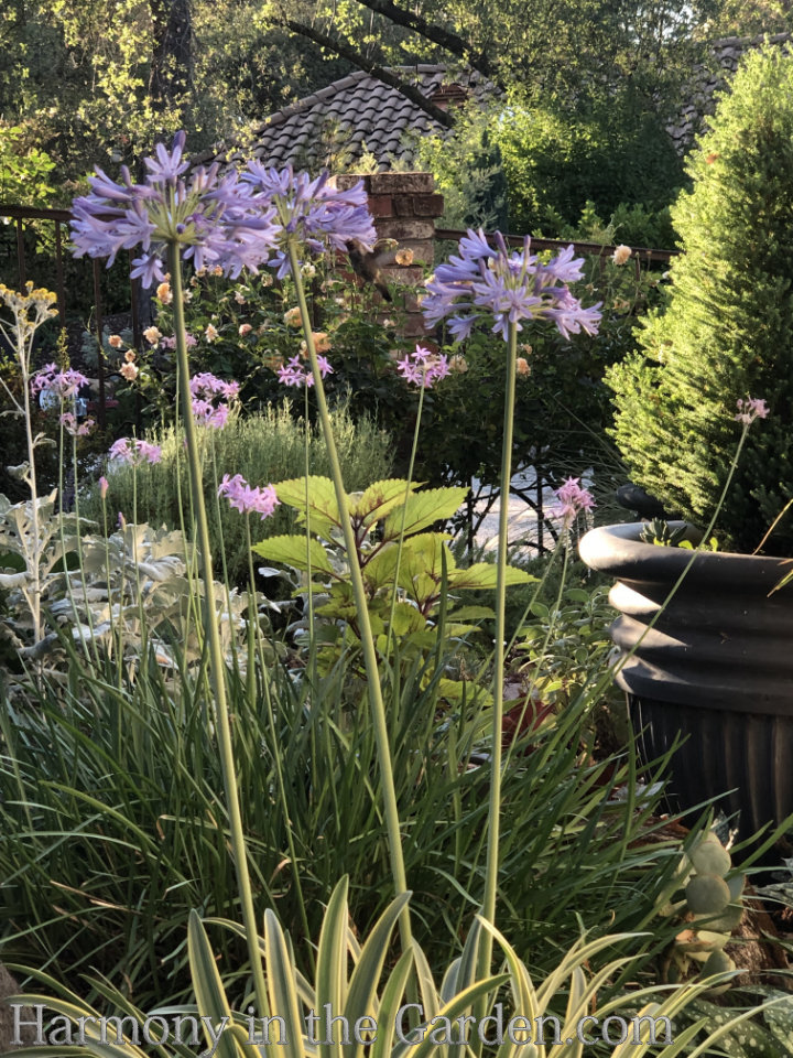 drought tolerant perennial