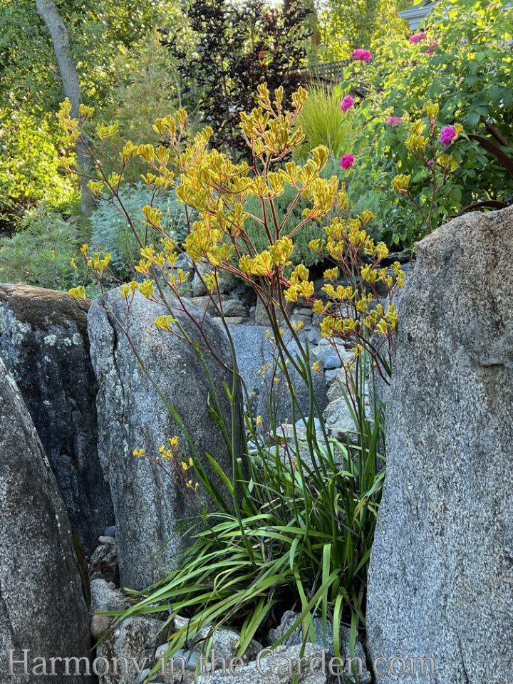 heat loving deer resistant perennials