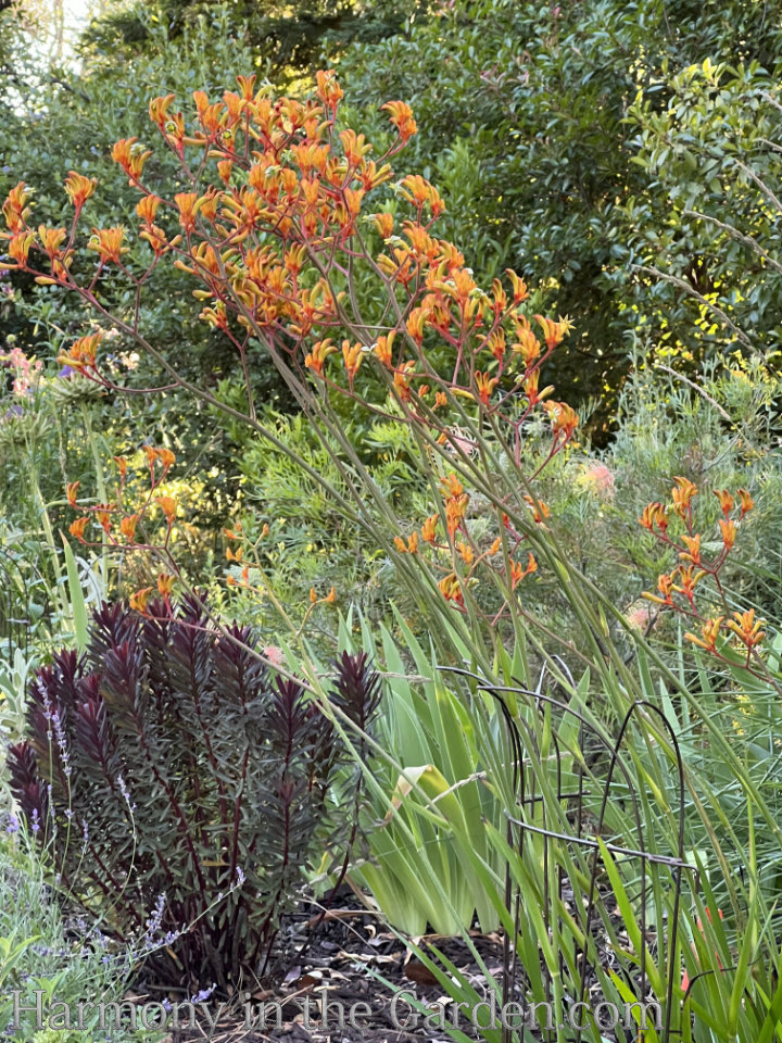 Compliment Kangaroo Paw Plant