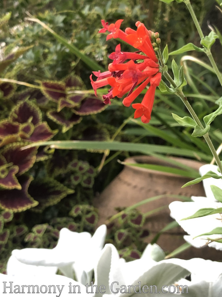 drought tolerant perennial