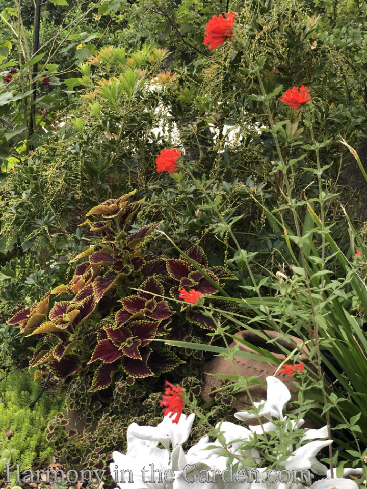 red flowers that bloom all summer