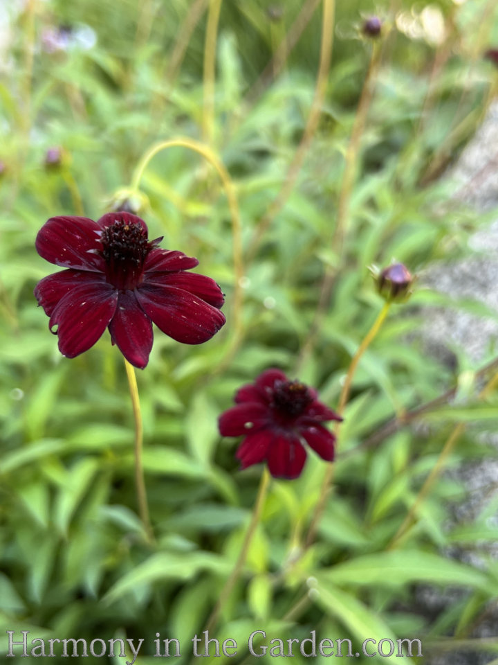 heat loving deer resistant perennials