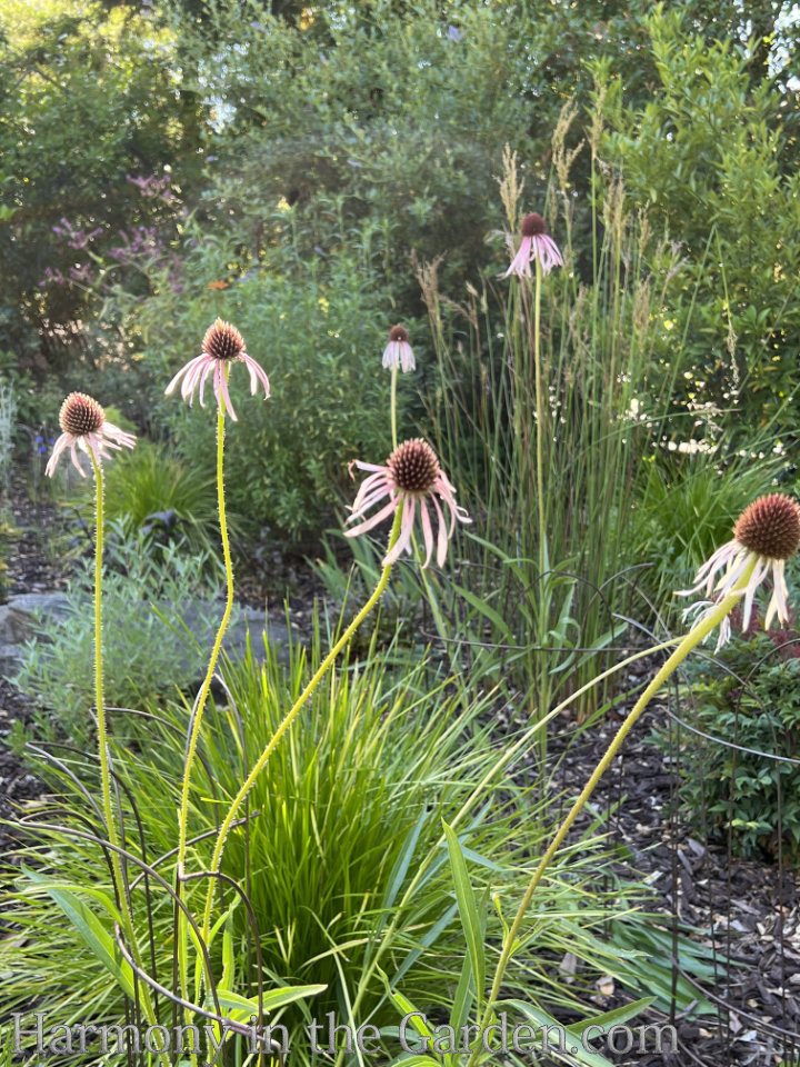 heat loving deer resistant perennials