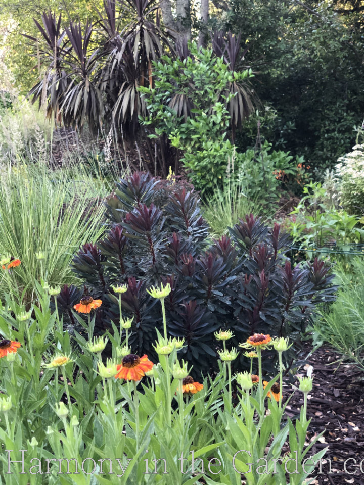 heat loving deer resistant perennials