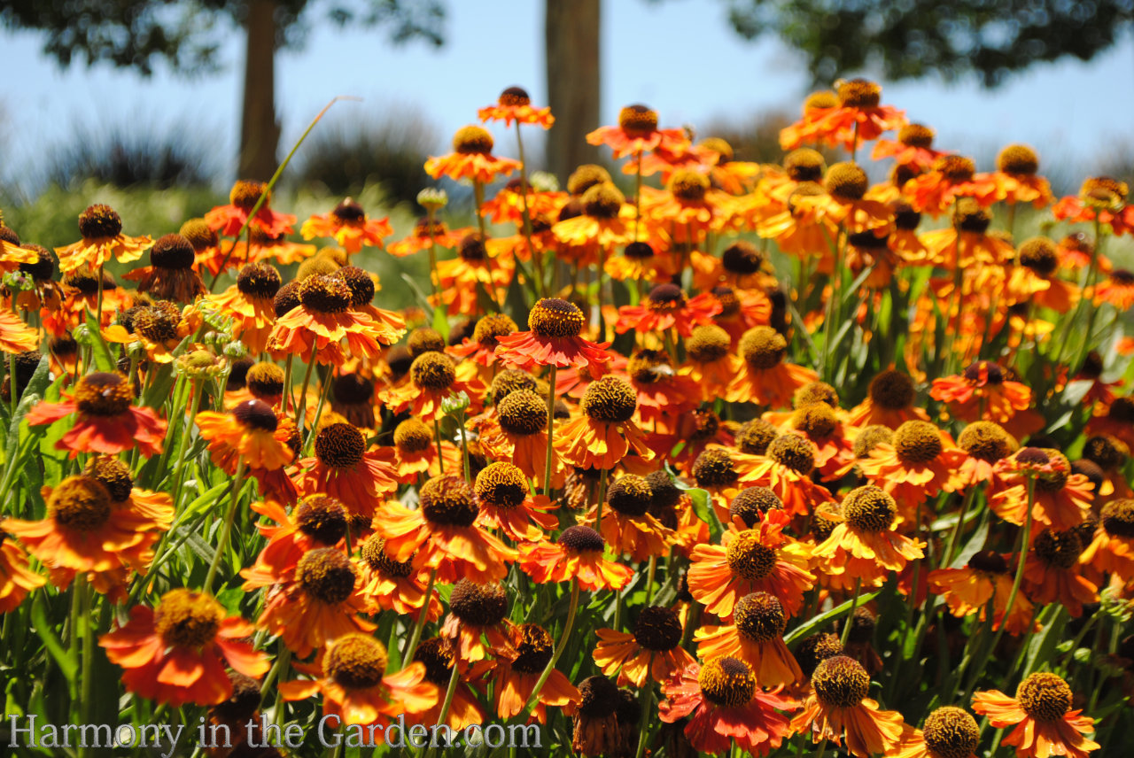 heat loving deer resistant perennials