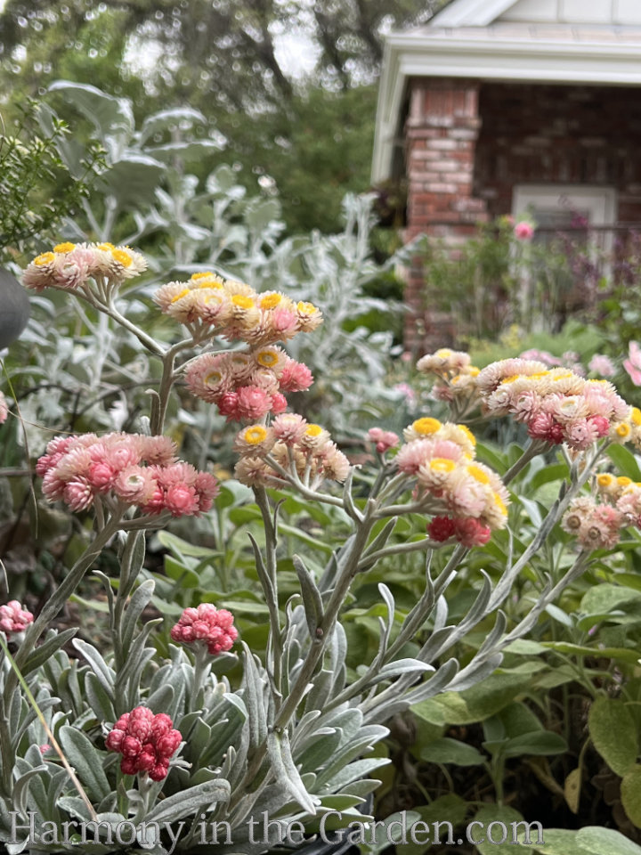 Strawflower Seed, Helichrysum Mixed Peach and Apricot Shades