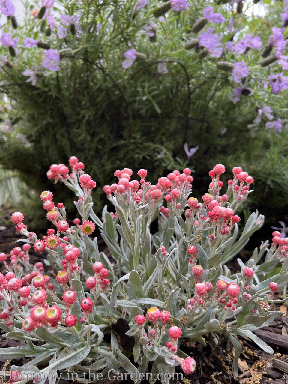 Strawflowers: Long-blooming drought-tolerant flowers! - Garden