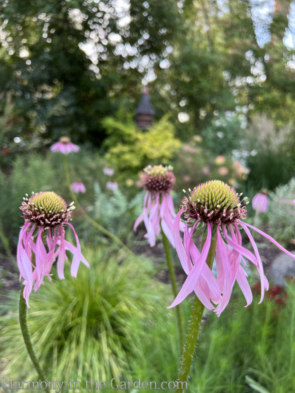 heat loving perennials