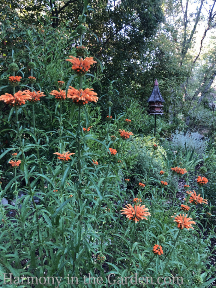 heat loving deer resistant perennials