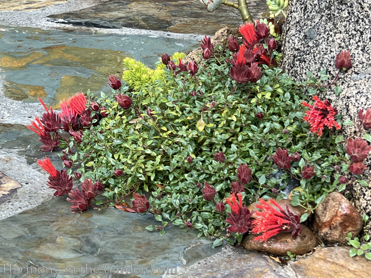 drought tolerant perennial