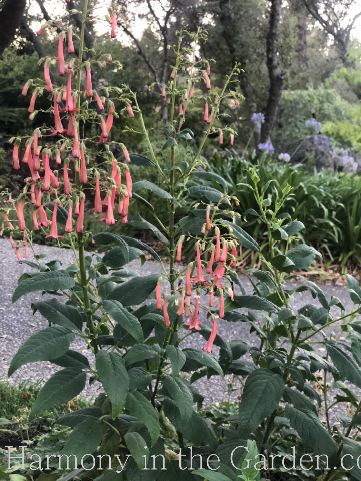 heat loving deer resistant perennials