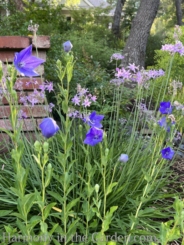 heat loving deer resistant perennials