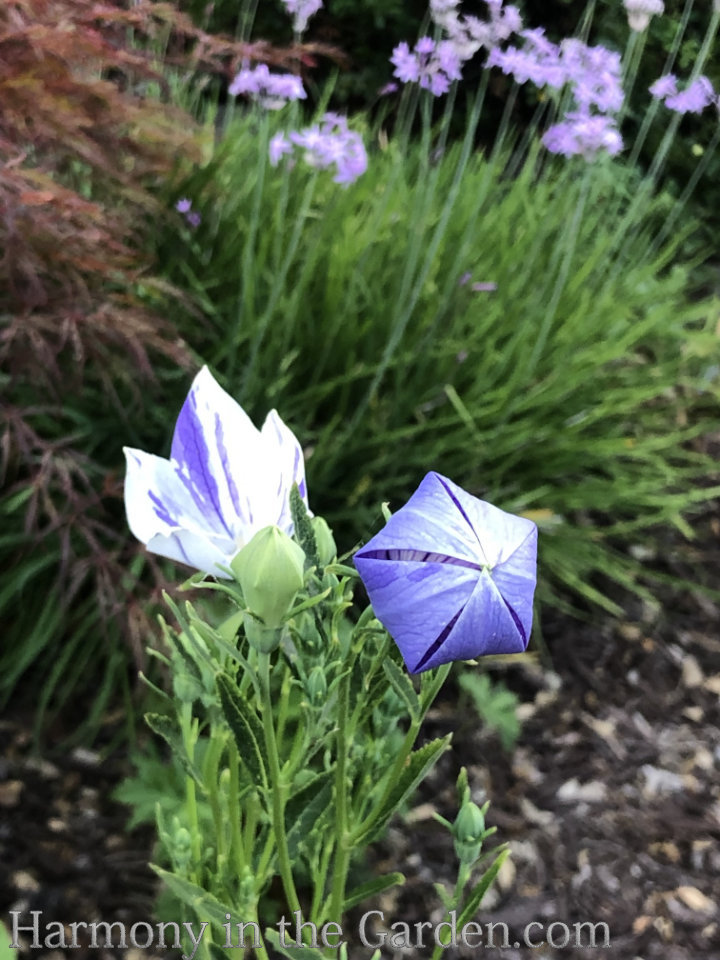 heat loving perennials