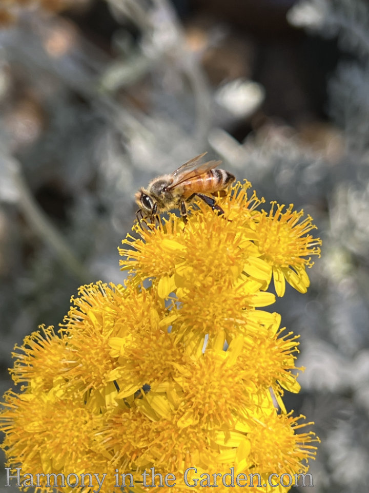 pollinator garden