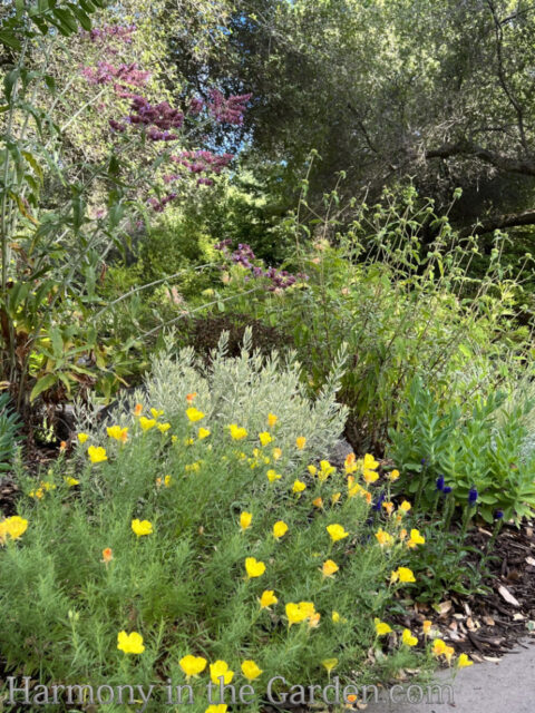 25 Heat-Loving, Deer-Resistant Perennials for HOT Summer Days - Harmony ...