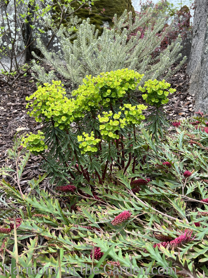 drought tolerant perennial